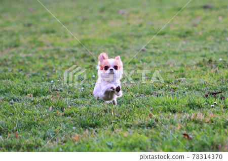 small chihuahua in the green grass small chihuahua in the green grass 78314370