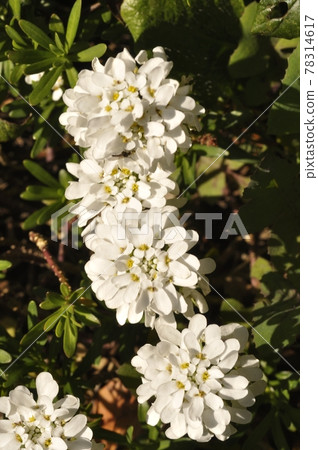 rock cresses in a garden rock cresses in a garden 78314617