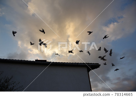 美麗的藍天白雲，是空中一群人的日井愛子寫的。 78314665