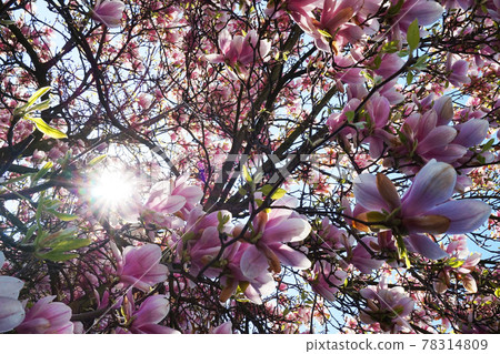 pink magnolia flowers pink magnolia flowers 78314809