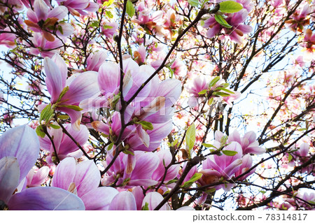 pink magnolia flowers 78314817