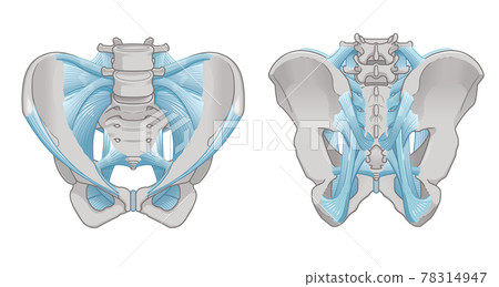 Illustration of the pelvis and ligaments 78314947