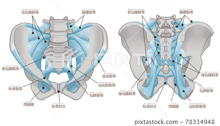 Illustration of pelvis and ligaments (with text) 78314948