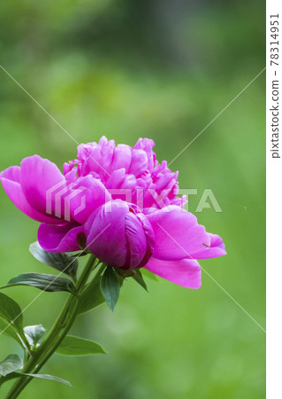 Plants, photos: Peony flowers, which are said to be the Chancellor of flowers. 78314951