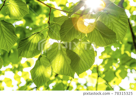 Green lime -tree leaves in the sunlight 78315325