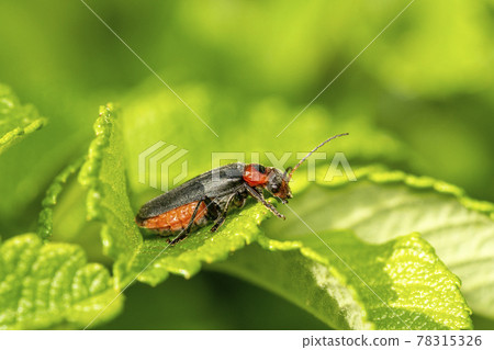 Cantharis livida is a species of soldier beetle 78315326