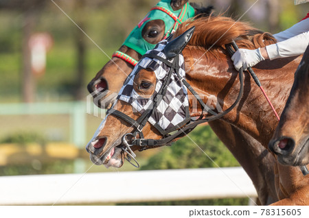 Saga horse racing Saga horse racing 78315605