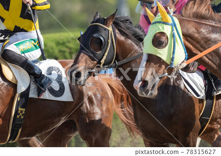 Saga horse racing 78315627
