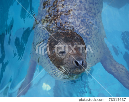 Appearance seal 78315687