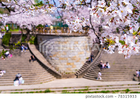 Cherry Blossoms	 78315933