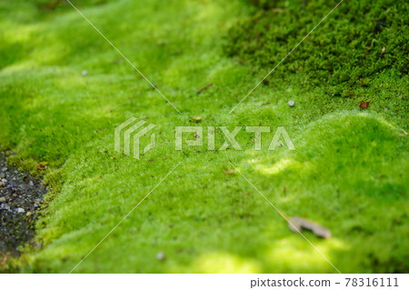 五月,長滿青苔的秋筱寺 五月,長滿青苔的秋筱寺 78316111