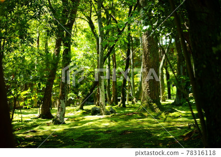五月，長滿青苔的秋筱寺 78316118