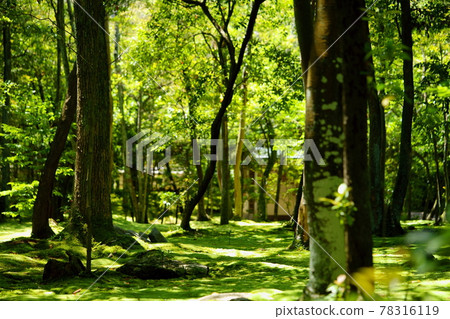 五月，長滿青苔的秋筱寺 78316119