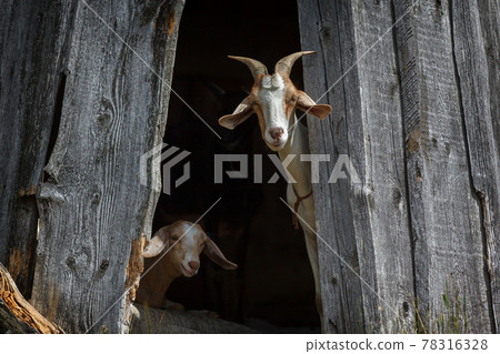 Nubian goats hide in the shadow and interested looking to us Nubian goats hide in the shadow and interested looking to us 78316328