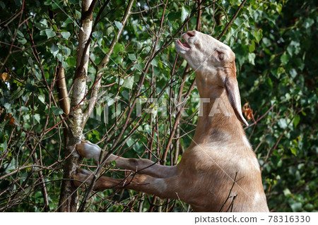 Goat eat birch tree leaves Goat eat birch tree leaves 78316330