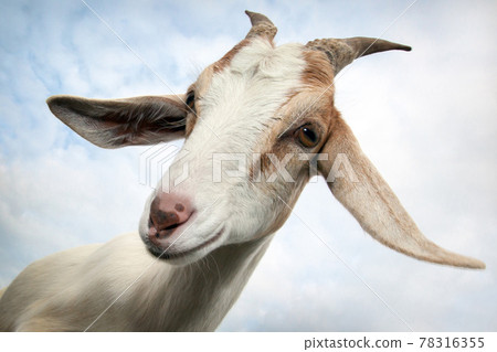 The goat looks at us with his flirtatious look The goat looks at us with his flirtatious look 78316355
