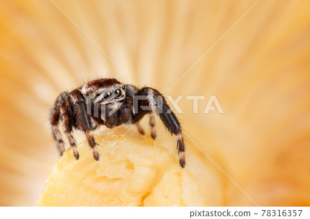 Jumping spider on a yellow chanterelle mushroom background 78316357