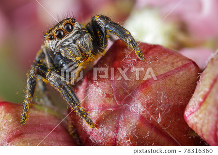 Jumping spider on the red buds Jumping spider on the red buds 78316360