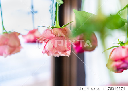 製作幹玫瑰花過程的照片。乾燥花的狀態。 78316374