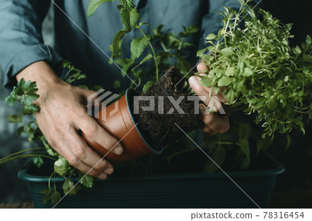 man planting aromatic plants on a window box man planting aromatic plants on a window box 78316454