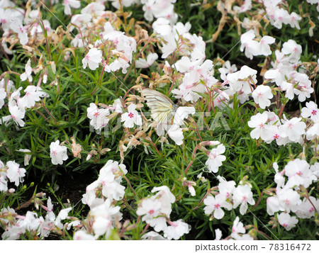 Ichiriyama turf cherry, cabbage white butterfly sucking nectar, Uranomyo, Takaoka-cho, Miyazaki City, Miyazaki Prefecture Ichiriyama turf cherry, cabbage white butterfly sucking nectar, Uranomyo, Takaoka-cho, Miyazaki City, Miyazaki Prefecture 78316472