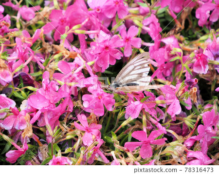 Ichiriyama turf cherry, cabbage white butterfly sucking nectar, Uranomyo, Takaoka-cho, Miyazaki City, Miyazaki Prefecture Ichiriyama turf cherry, cabbage white butterfly sucking nectar, Uranomyo, Takaoka-cho, Miyazaki City, Miyazaki Prefecture 78316473