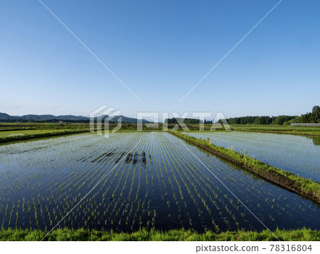 Rural scenery, photo: Rice fields and blue sky after rice planting Early summer rice fields and blue sky Clear sky and rice fields after rice planting 78316804