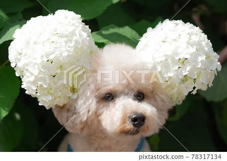 Annabel Afro Annabel Afro 78317134