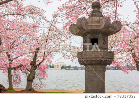 The Japanese Lantern at West Potomac Park around the Tidal Basin The Japanese Lantern at West Potomac Park around the Tidal Basin 78317352
