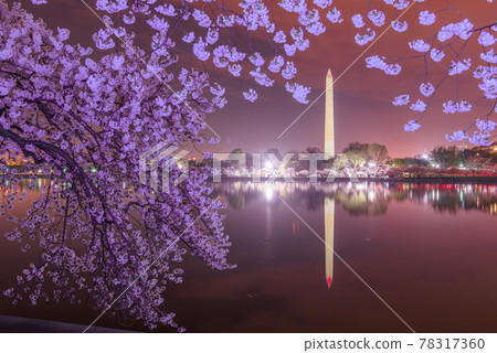 Washington DC, USA at the tidal basin with Washington Monument Washington DC, USA at the tidal basin with Washington Monument 78317360