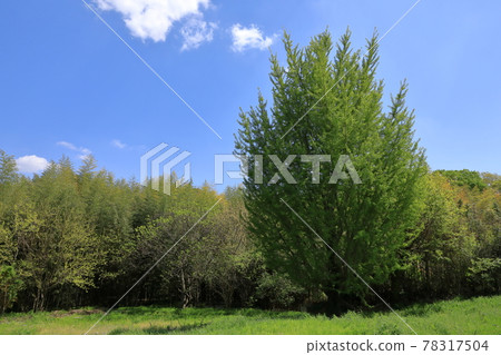 與新藍天美好的新綠色的銀杏樹 78317504