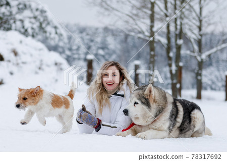A girl rides a sleigh pulled by a Siberian husky. Husky sled dogs are harnessed for sport sledding on skis as fun for Christmas. A girl rides a sleigh pulled by a Siberian husky. Husky sled dogs are harnessed for sport sledding on skis as fun for Christmas. 78317692
