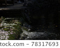 Algae and the murmuring of the river 78317693