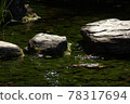 Rocks, algae and rivers 78317694