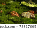 Algae can be seen on the transparent water surface 78317695