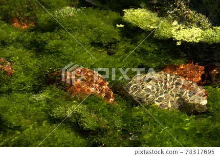 在透明的水面上可以看到藻類 在透明的水面上可以看到藻類 78317695