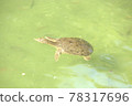 Swim turtle 78317696