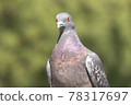Pigeon upper body 78317697