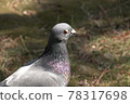Pigeons with bad eyes (glaring pigeons) 78317698