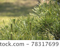 Green pine needles 78317699
