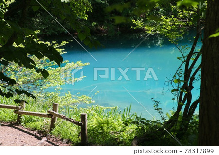 Goshokunuma / Aonuma in early summer (Kitashiobara Village, Fukushima Prefecture) 78317899