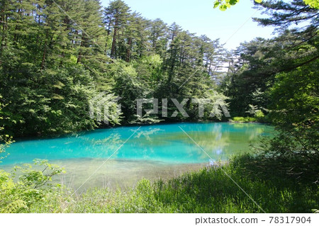 初夏的五食沼/青沼（福島縣北鹽原村） 78317904