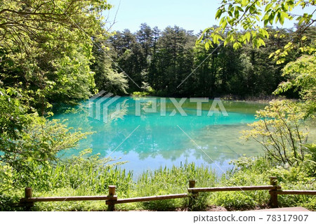 Goshokunuma / Aonuma in early summer (Kitashiobara Village, Fukushima Prefecture) 78317907