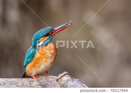 Common kingfisher sitting near to her nesting site with a lump of soil in beak 78317944
