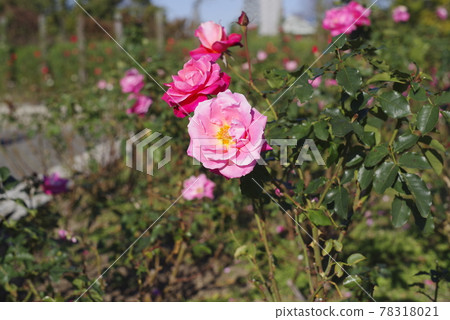 Pink and magenta roses are in bloom in the rose garden. The name of this rose is Finesse. Pink and magenta roses are in bloom in the rose garden. The name of this rose is Finesse. 78318021