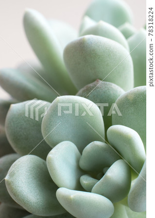 Succulent plant stonecrop, fresh leaves detail of Sedum clavatum Succulent plant stonecrop, fresh leaves detail of Sedum clavatum 78318224
