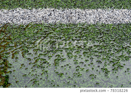 The artificial grass football field inundates with water The artificial grass football field inundates with water 78318226
