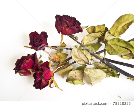 Petals and leaf of roses the Haggard 78318235