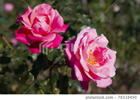 Pink rose flowers are in bloom in the rose garden. The name of this rose is Princess Chichibu. Pink rose flowers are in bloom in the rose garden. The name of this rose is Princess Chichibu. 78318450