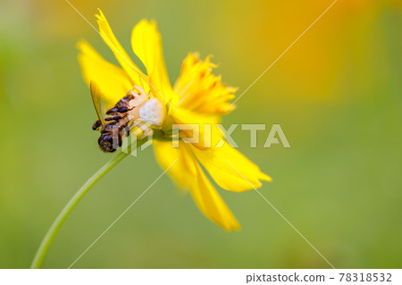 Closeup nature view of cosmos flower Closeup nature view of cosmos flower 78318532